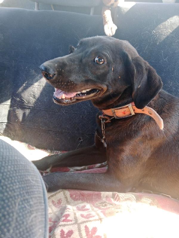 Lucy, una tenera simil Labrador Foto 6